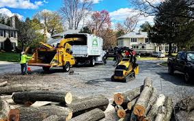 Best Storm Damage Tree Cleanup  in Lake Lifornia, CA