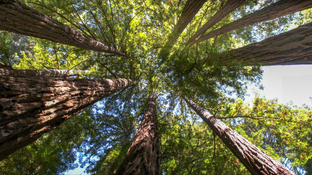 Best Tree Trimming and Pruning  in Lake Lifornia, CA